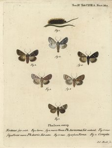 Seltene Dolchmotte, Acronicta auricoma 1-3, Ahornmotte, Acronicta aceris, Muskatmotte 4,5, Hadula trifolii 6 und verschiedene Krönchen, Hadena compta 7. Handkolorierter Kupferstich von Johann Carl Bock nach Eugenius Johann Christoph Espers Die Schmetterlin von Johann Carl Bock