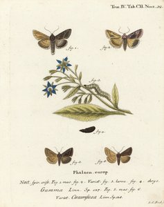 Silber-Y-Motte, Autographa gamma 1-4 und Essex-Y-Motte, Cornutiplusia circumflexa 5,6. Handkolorierter Kupferstich von Johann Carl Bock nach Eugenius Johann Christoph Espers Die Schmetterlinge in Abbildungen nach der Natur, Erlangen