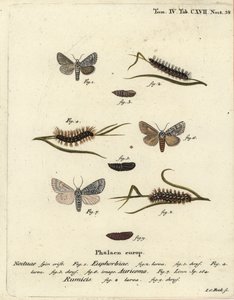 Süßgallmotte, Acronicta euphorbiae 1-5, seltene Dolchmotte, Acronicta auricoma 6, und Knotengrasmotte, Acronicta rumicis 7-9. Handkolorierter Kupferstich von Johann Carl Bock nach Eugenius Johann Christoph Espers Die Schmetterlinge in Abbildungen