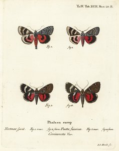 Unterflügelmotten, Catocala pacta und Catocala coniuncta. Handkolorierte Kupferstichgravur von Johann Carl Bock nach Eugenius Johann Christoph Espers „Die Schmetterlinge in Abbildungen nach der Natur“, Erlangen
