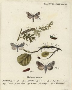 Wermutmotte, Cucullia absinthii, Erlenmotte, Acronicta alni und Cucullia tanaceti. Handkolorierter Kupferstich von Johann Carl Bock nach Eugenius Johann Christoph Espers Die Schmetterlinge in Abbildungen nach der Natur, Erlangen