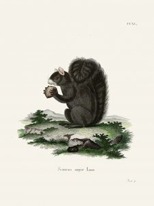 Fuchshörnchen