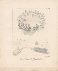 Die Blau-Rote Seescheide