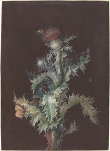 Distel mit Insekten, ca. 1755