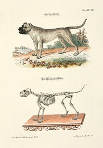 Dogge und ihr Skelett von Johann Daniel Meyer