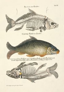 Karpfen mit Skelett von Johann Daniel Meyer