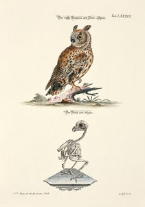 Waldohreule und ihr Skelett von Johann Daniel Meyer