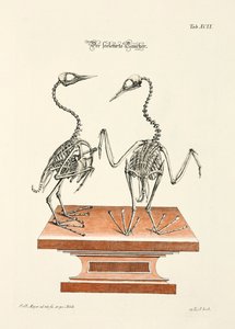 Skelett des Tauchers