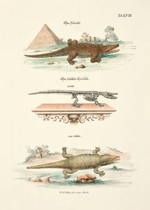 Das Krokodil und sein Skelett von Johann Daniel Meyer