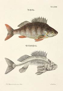 Der Barsch und sein Skelett von Johann Daniel Meyer