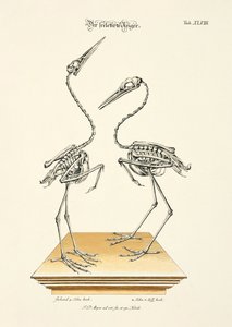Die skelettierten Reiher von Johann Daniel Meyer