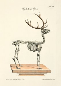 Das skelettierte Rotwild
