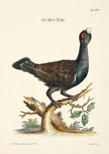 Auerhuhn von Johann Daniel Meyer