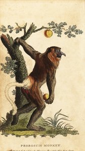 Nasenaffe, Nasalis larvatus. Gefährdet von Johann Eberhard Ihle