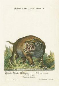 Nilpferd mit offenem Maul von Johann Elias Ridinger