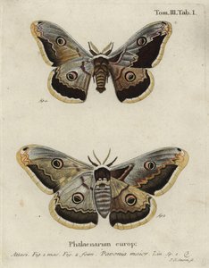 Kaisermotte, Saturnia pavonia.