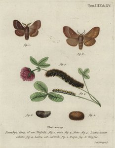 Gras-Eggar, Lasiocampa trifolii.