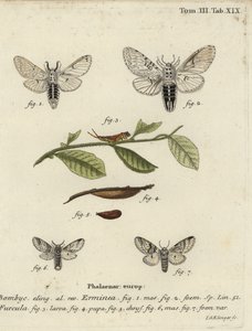 Kleiner Gabelschwanz, Cerura erminea