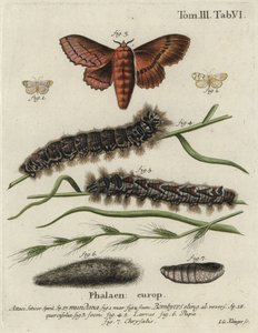 Muslin-Footman- und Eichen-Eggar-Motten. von Johann Georg Klinger