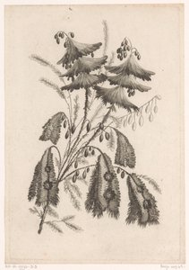 Parasolartige Blumen (Serie: Recueil De Nouvelles Fleurs De Goût; Pour la Manufacture des Etoffes de Perse) von Johann Heinrich  Hess