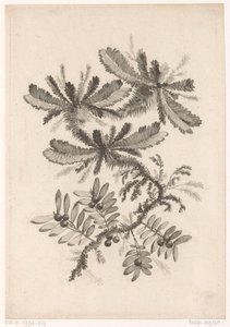 Zweige mit Beeren von Johann Heinrich  Hess