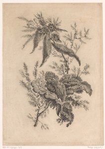 Wilde rosenartige von Johann Heinrich  Hess