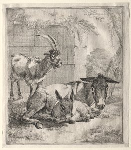 Ziege und Esel