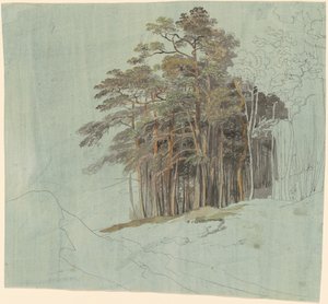 Eine Studie von Kiefern