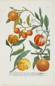 a-e Malus Aurantia etc., aus Phytanthoza Iconographia, 1735-45 von Johann Jakob Haid