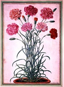 Nelken, die aus einem Topf wachsen, Tafel 25 aus dem Nassau Florilegium