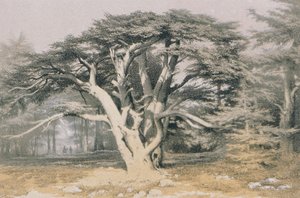 Zedern des Libanon von Johann Martin Bernatz