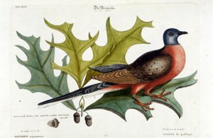 Wandertaube, jetzt ausgestorben. Zoo, Seligman 1749 von Johann Michael Seligmann