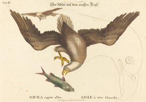 Der Weißkopfseeadler (Falco leucocephalus) von Johann Michael Seligmann after Mark Catesby