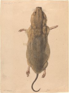 Eine Feldmaus von oben von Johann Rudolph Schellenberg