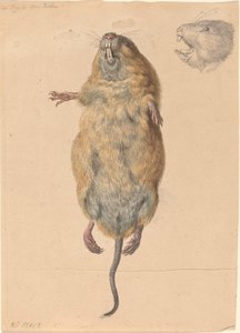 Eine Feldmaus, von unten