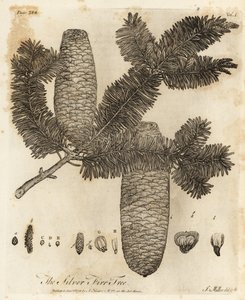 Europäische Weißtanne, Abies alba von Johann Sebastien Muller