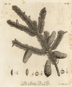 Gemeine Fichte, Picea abies von Johann Sebastien Muller