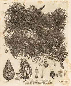 Waldkiefer, Pinus sylvestris von Johann Sebastien Muller
