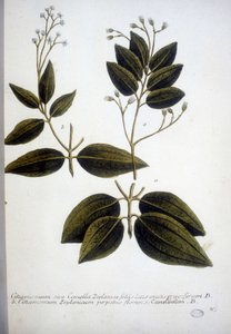 Cinnamomum Zeylanicum (Ceylon-Zimt) - Gravur aus dem Herbarium von J.W. Weinmann, 1737. von Johann Wilhelm Weinman
