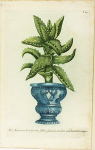 Afrikanische Aloe, Tafel 47 aus Phtanthoza Iconographia