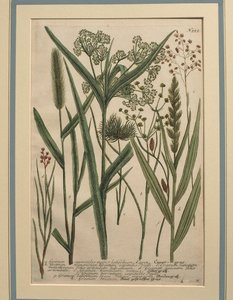 Bermudagras (Cynodon dactylon), farbige Gravur