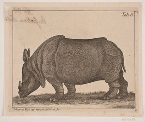 Ein Nashorn von Johanna Fosie