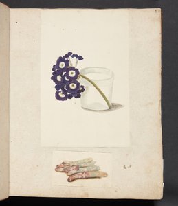 Studie einer Blume in einem Glas mit Wasser und weißen Spargeln von Johanna Fosie