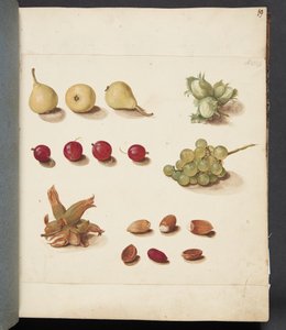 Studie von Früchten, Beeren und Nüssen