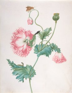 Eine Mohnblume in drei Blühstadien, mit einer Raupe, Puppe und Schmetterling, spätes 17. - frühes 18. Jahrhundert