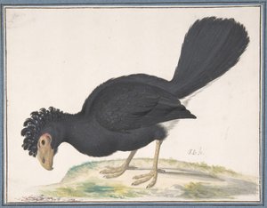 Ein Schwarzer Hokkohahn, n.d.