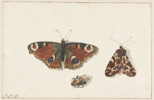 Schmetterling, Motte und Hummel von Johannes Bronkhorst