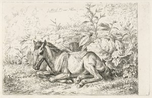 Liegendes Pferd vor einigen Pflanzen von Johannes Mock