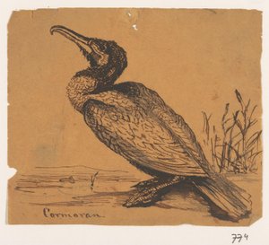 Kormoran