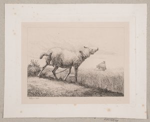 Ein blökendes Schaf von Johannes Wilhelm Zillen